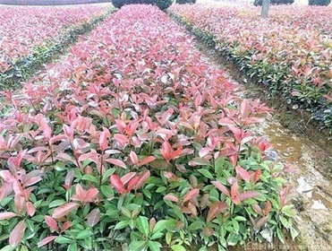 紅葉石楠